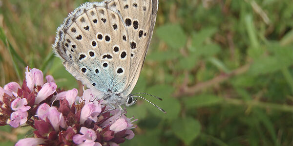 inventairefaune__061621100_1429_28082018